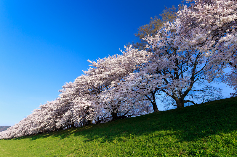 背割堤・桜並木_f0155048_024541.jpg