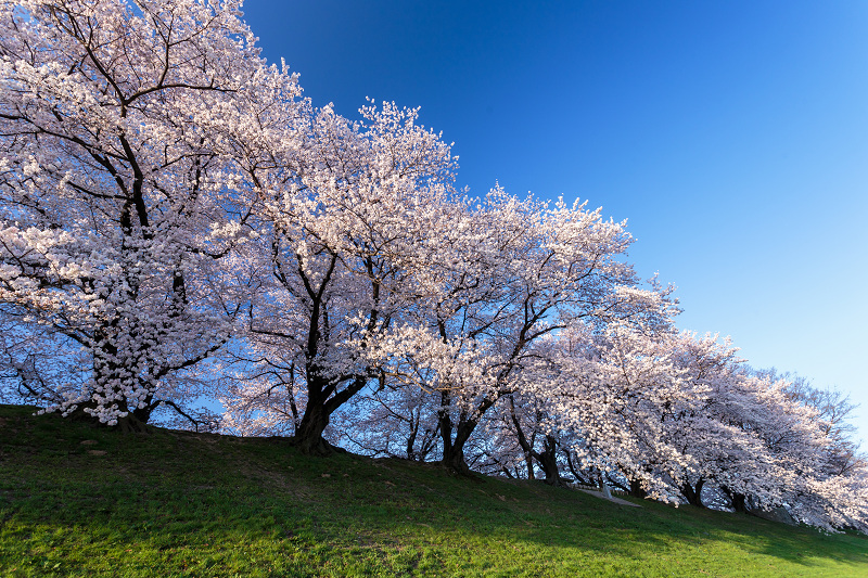 背割堤・桜並木_f0155048_0252568.jpg