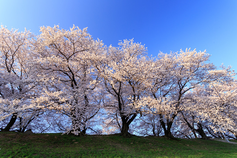 背割堤・桜並木_f0155048_026372.jpg