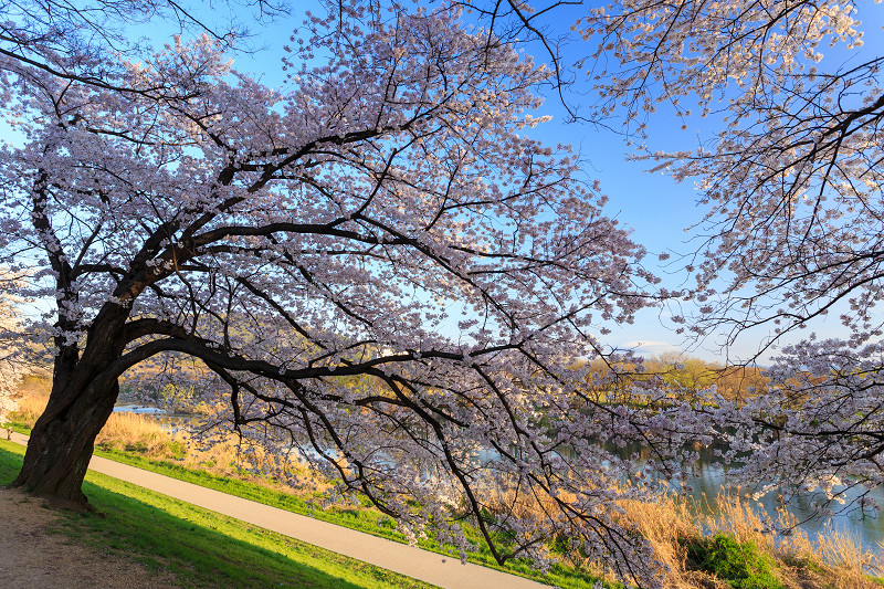 背割堤・桜並木_f0155048_0272284.jpg