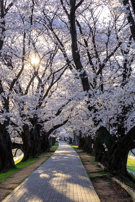 背割堤・桜並木_f0155048_0293458.jpg