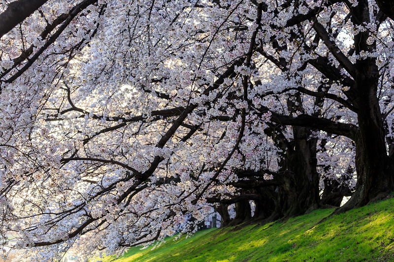 背割堤・桜並木_f0155048_029518.jpg