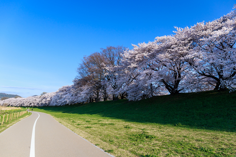 背割堤・桜並木_f0155048_0305157.jpg