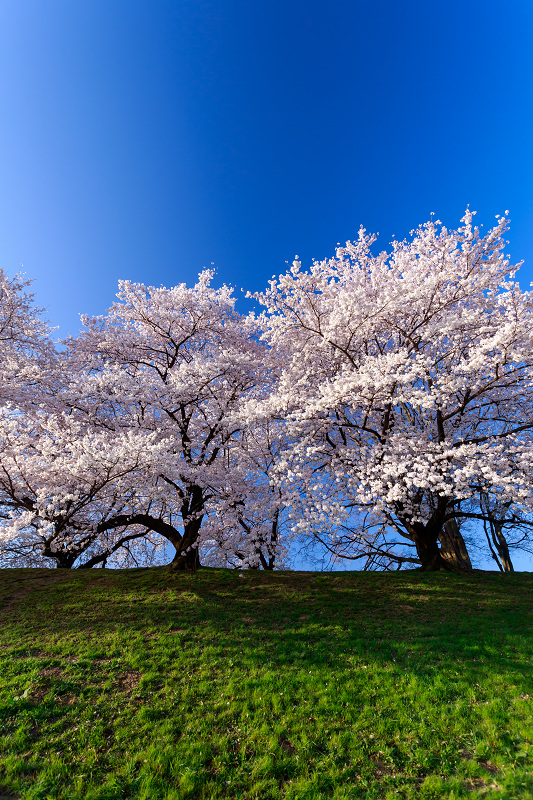 背割堤・桜並木_f0155048_0305436.jpg