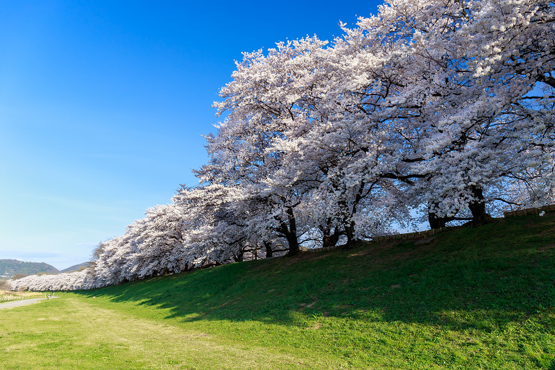 背割堤・桜並木_f0155048_0313674.jpg