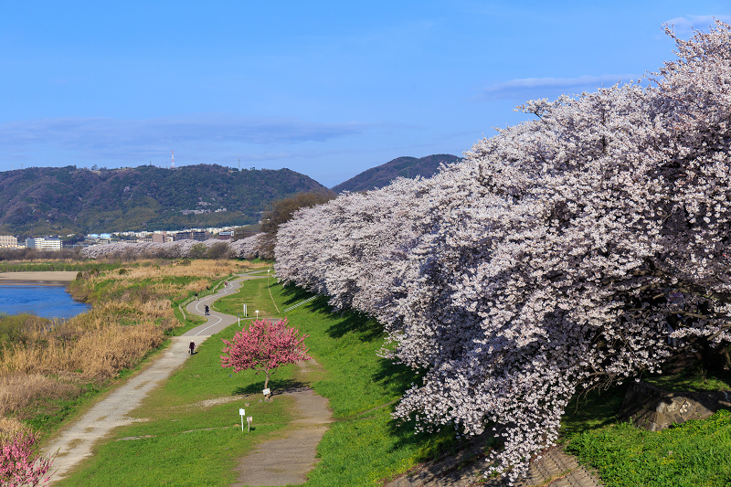 背割堤・桜並木_f0155048_0321959.jpg