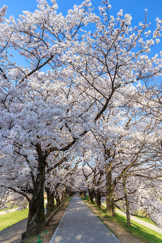 背割堤・桜並木_f0155048_032934.jpg