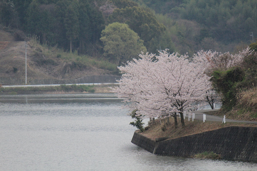 きょうの桜　４月５日_b0301550_00525057.jpg