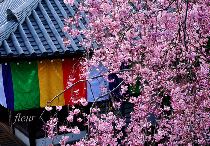 花すだれ 八重紅枝垂 Crystal Wayの作品 フルール花写真教室