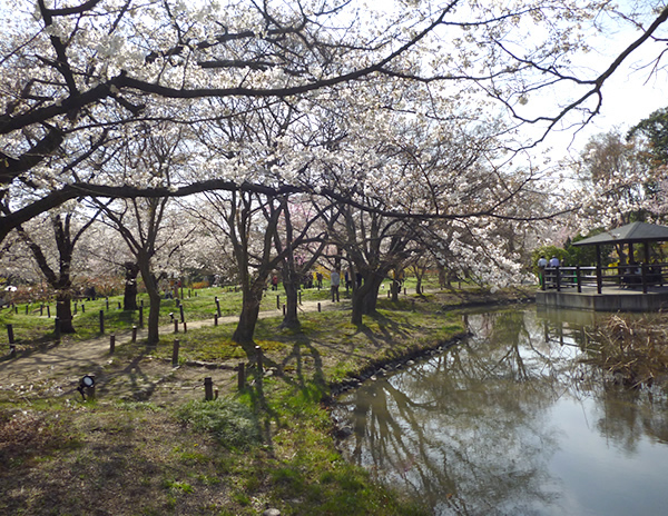 ぶらり京都-61 [京都府立植物園]_f0190950_15464128.jpg