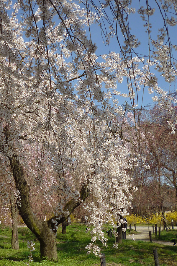 ぶらり京都-61 [京都府立植物園]_f0190950_15505626.jpg