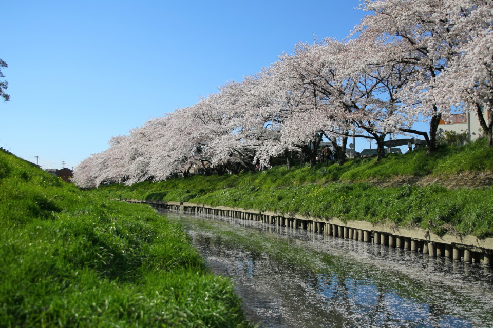 お花見＊ご近所ポタ＊_b0078651_1730427.jpg