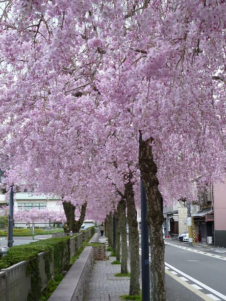 桜の帯のお客様・桜のシャワー・近くのしだれ桜_f0181251_16331685.jpg