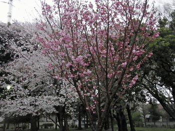a0044453_8354419.gif