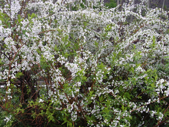 a0044453_8363633.gif