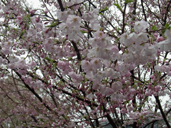 a0044453_8372947.gif