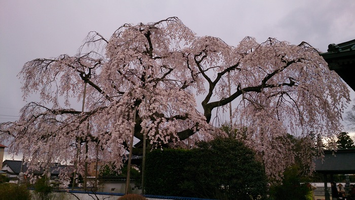 我が家の菩提寺_f0169053_16534260.jpg