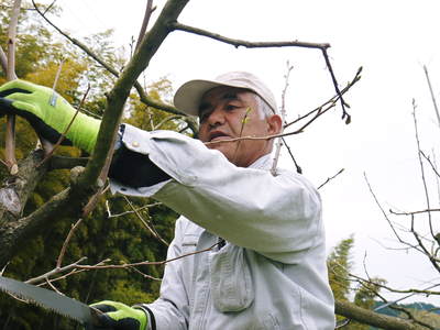 熊本梨 岩永果樹園 満開の花と元気な新芽_a0254656_19574283.jpg