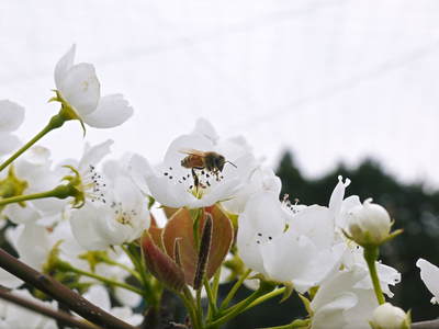 熊本梨 岩永果樹園 満開の花と元気な新芽_a0254656_205632.jpg