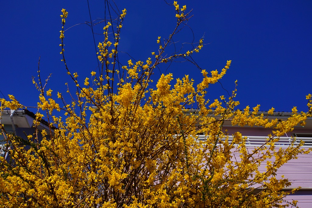 flowers(長野県松本市　早春の花たち・梅とレンギョウ）_e0223456_1435084.jpg