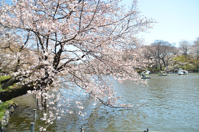 井の頭公園の春です_e0020957_741829.jpg