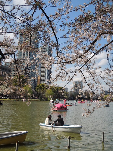 上野の桜　2014年春　上野公園～不忍池 （後編）_e0047657_14261016.jpg