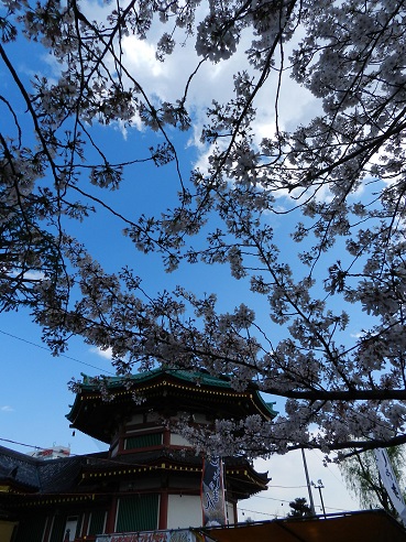 上野の桜　2014年春　上野公園～不忍池 （後編）_e0047657_14382243.jpg