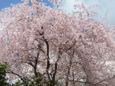 京都観光　Ⅱ_b0165358_1911284.jpg