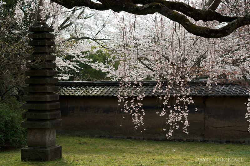 Colors 4 京桜・醍醐寺1_d0079559_129151.jpg