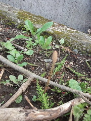 f0043559_15462932.jpg
