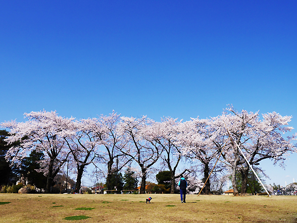 桜の終わりとたんぽぽ_d0261261_22541050.jpg