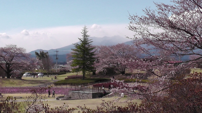 桜を眺めて来ました。_b0208562_20591705.jpg