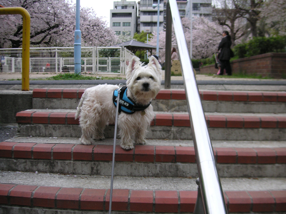 桜の景色でトントントン。_b0107163_243193.jpg