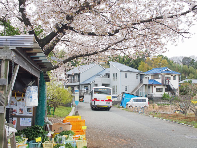 【さくらの風景】2014年春_c0130964_5545342.jpg