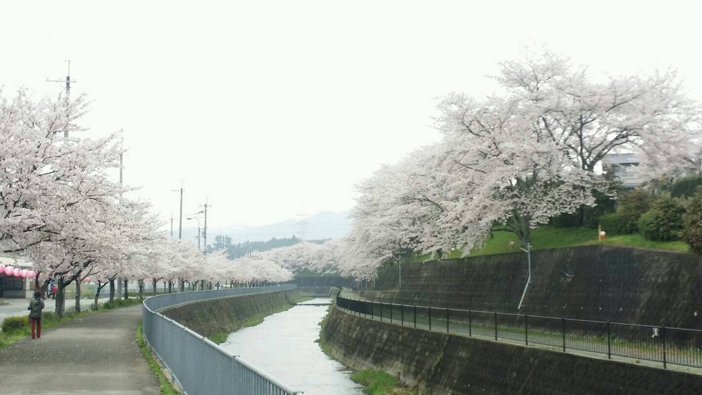 雨にも負けず　風にも負けず　咲き誇る桜達　＊＾－＾＊_f0061067_7563542.jpg