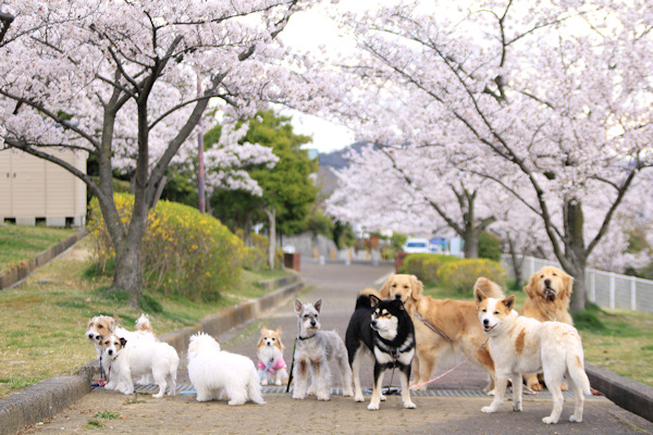 * 桜集合写真　2014 *_b0093270_1948742.jpg