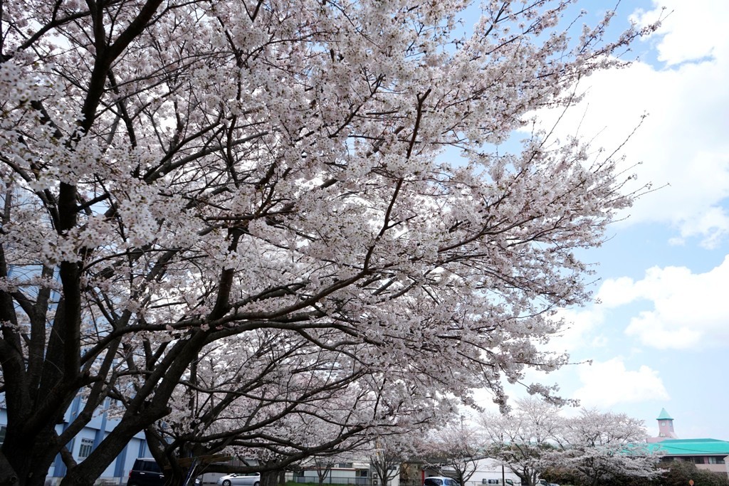 １４年４月６日・桜_c0129671_1583750.jpg