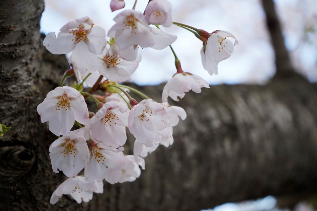 １４年４月６日・桜_c0129671_1585148.jpg