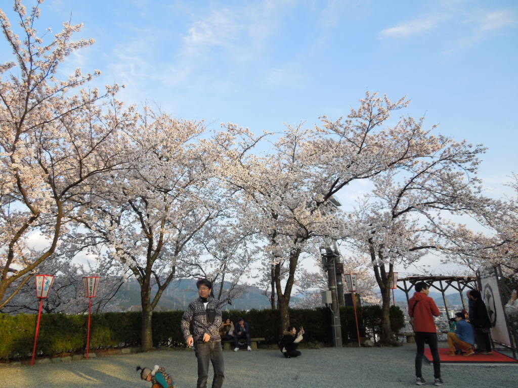 桜まつり～～～丸岡城_e0107171_22395952.jpg