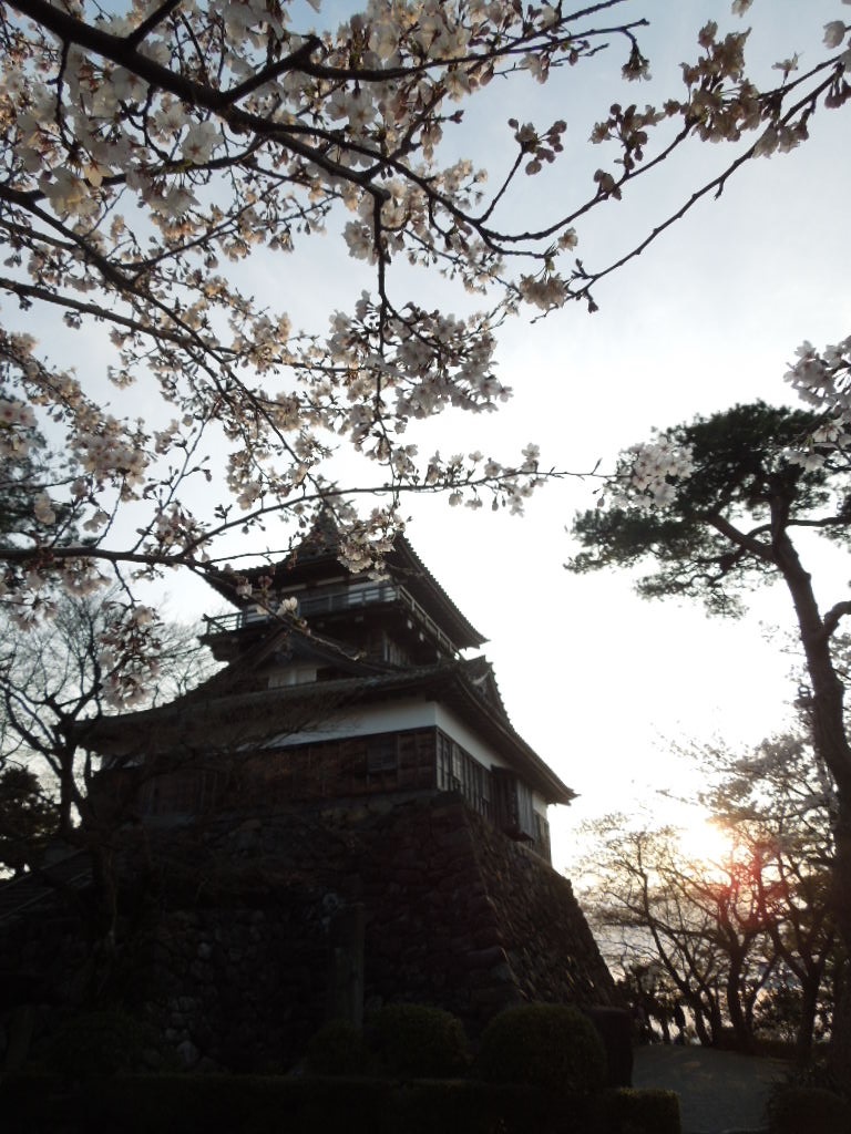 桜まつり～～～丸岡城_e0107171_22501689.jpg