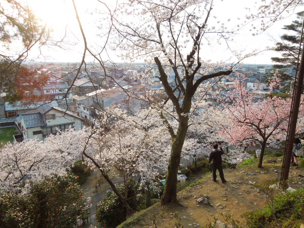 桜まつり～～～丸岡城_e0107171_22533592.jpg