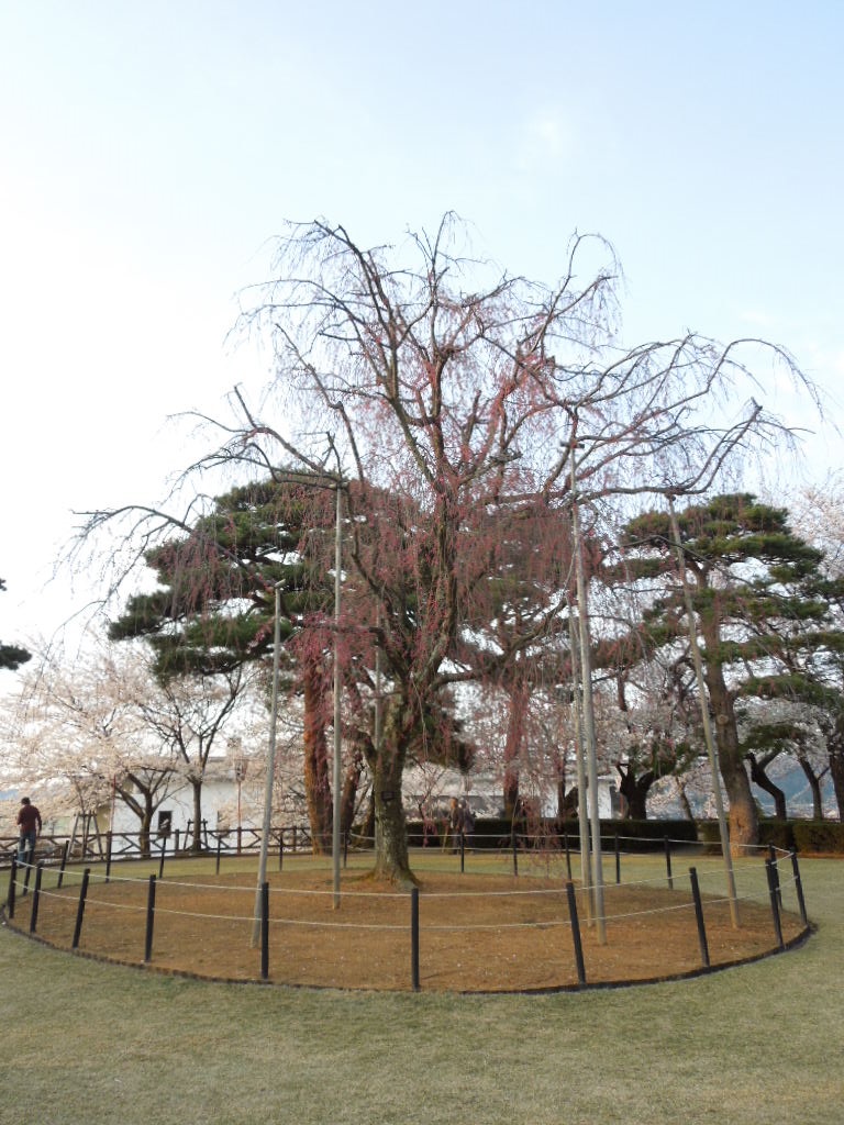 桜まつり～～～丸岡城_e0107171_2301225.jpg