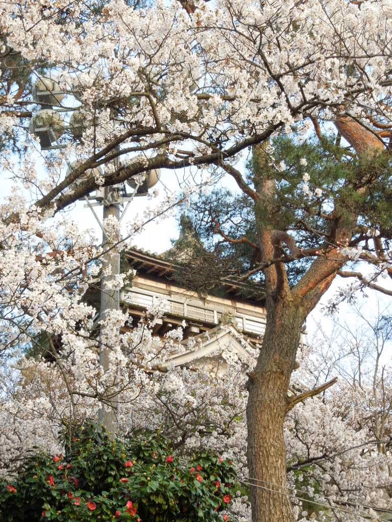 桜まつり～～～丸岡城_e0107171_2331139.jpg