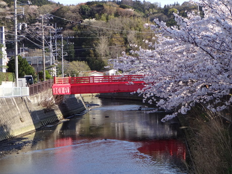 ４月６日（日）　桜吹雪_e0006772_17114443.jpg