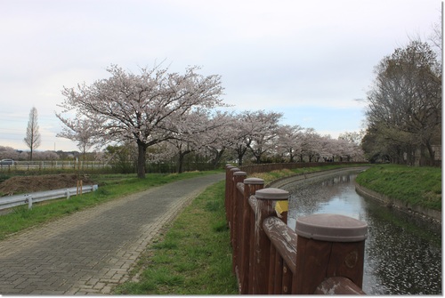 トリミングの前に桜～♪_e0330372_20221633.jpg