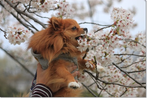 トリミングの前に桜～♪_e0330372_20294252.jpg