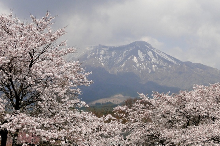 桜と雪_c0248473_20234854.jpg