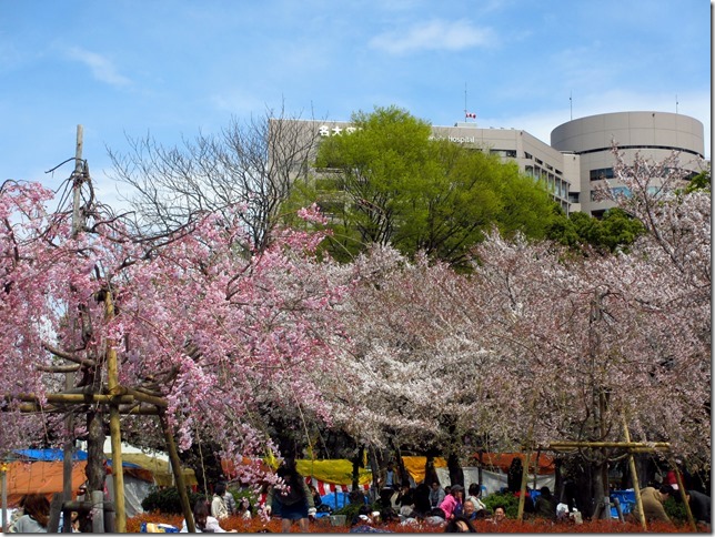 鶴舞 つるま 公園の桜 ええねぇ 鶴舞 つるま 公園の桜 ええねぇ