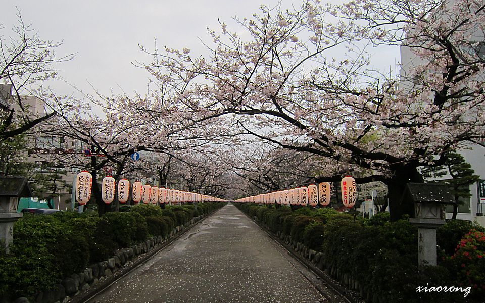 鶴岡の桜 2014_e0182674_20234815.jpg