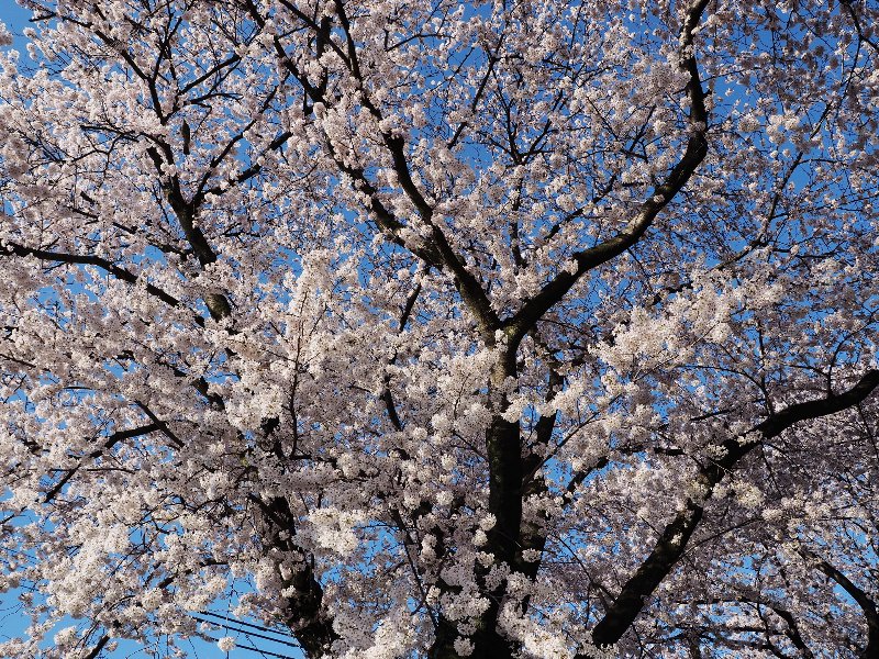 近所の桜　その１_d0316677_19553234.jpg